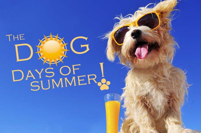 the dog days of summer photo