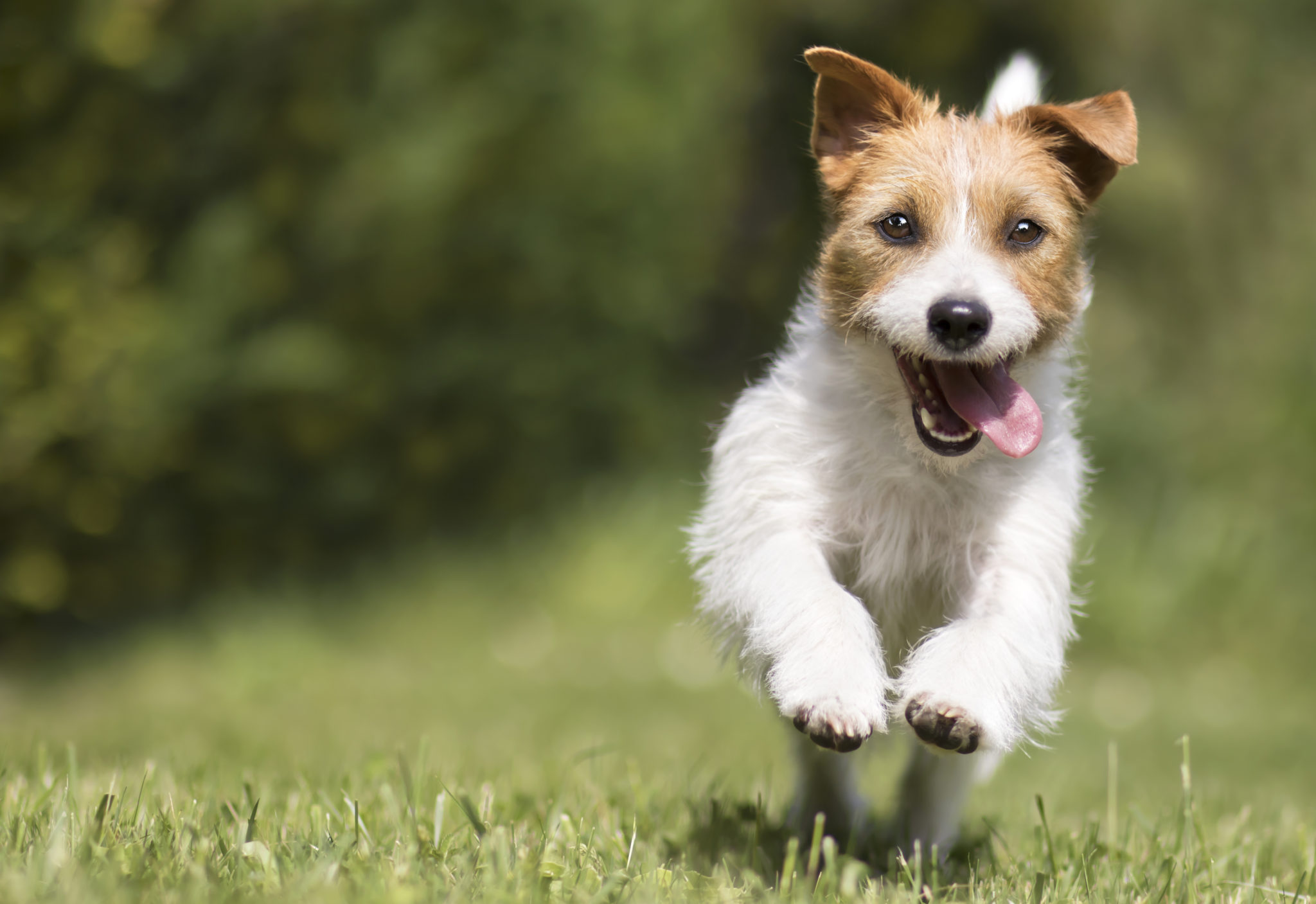 Funny playful happy smiling pet dog puppy running, jumping in the grass