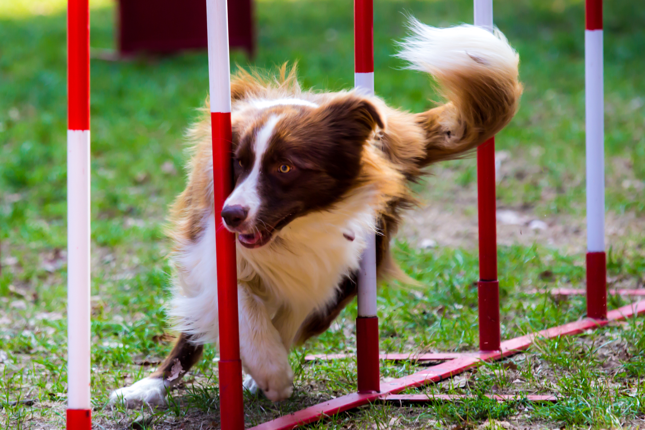 Expert Dog Obstacle Course